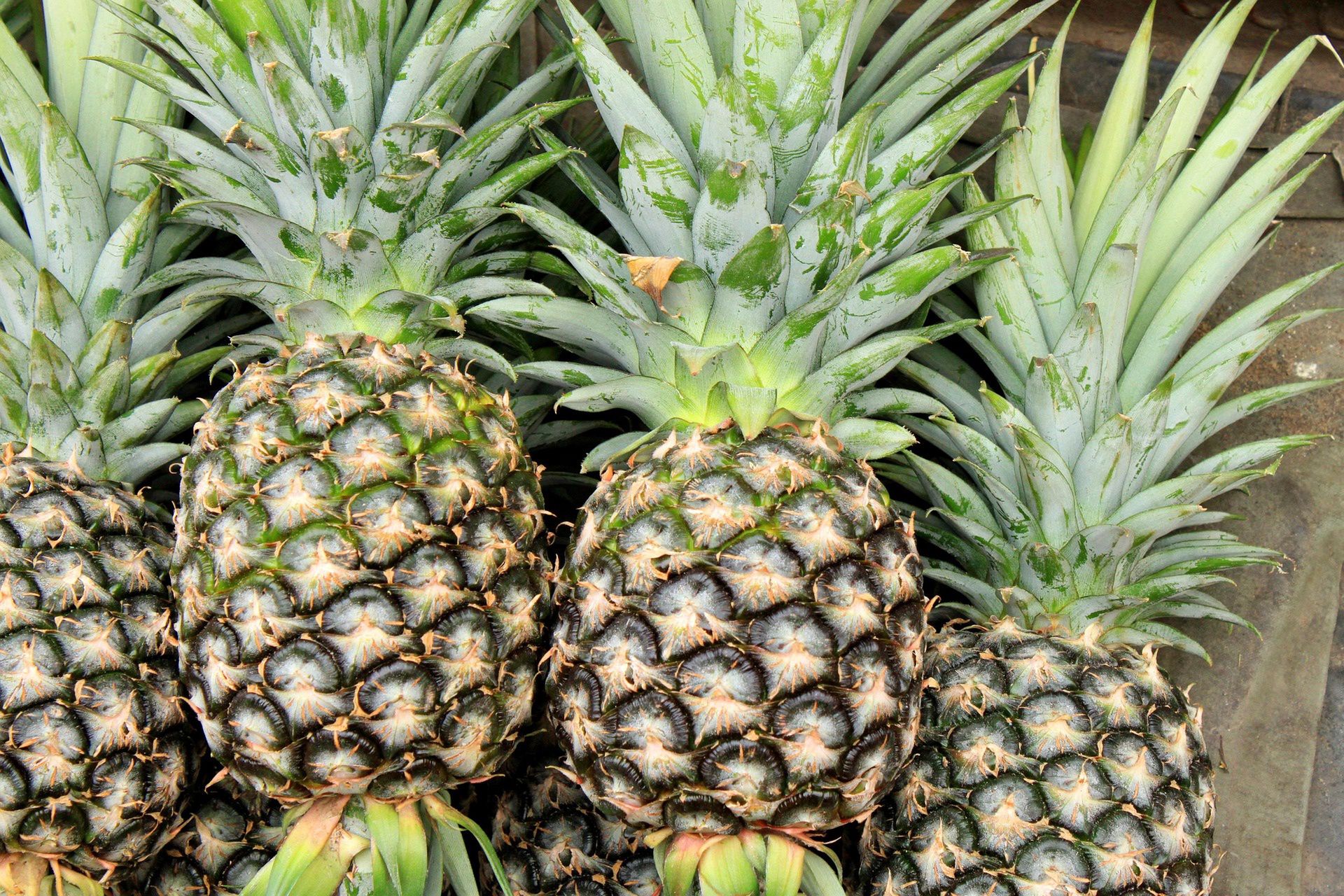 Ananas najmniej zanieczyszczonym pestycydami owocem