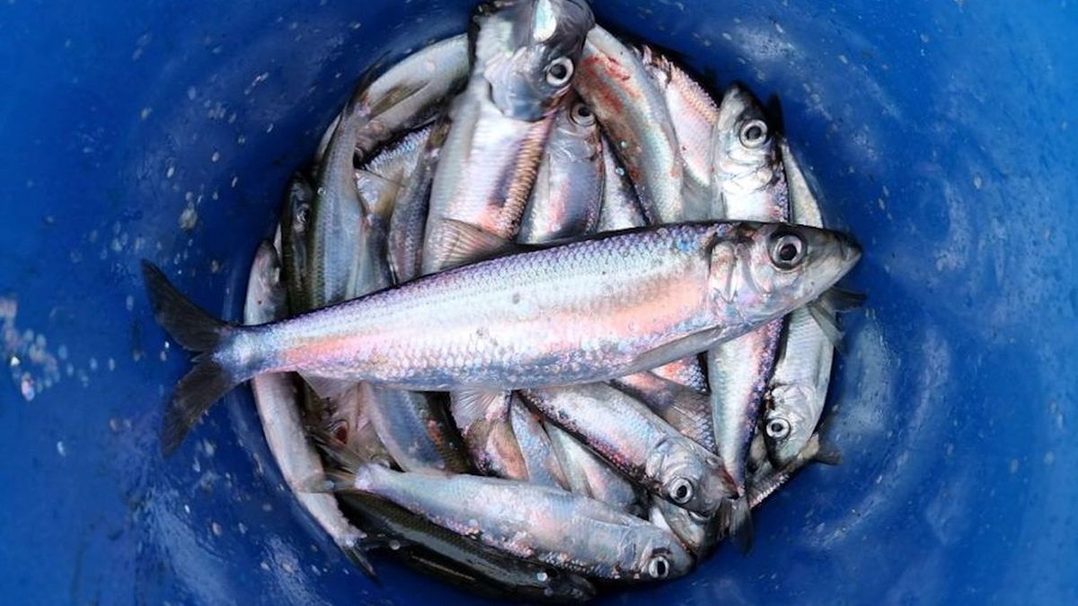 Drapieżny śledź bałtycki