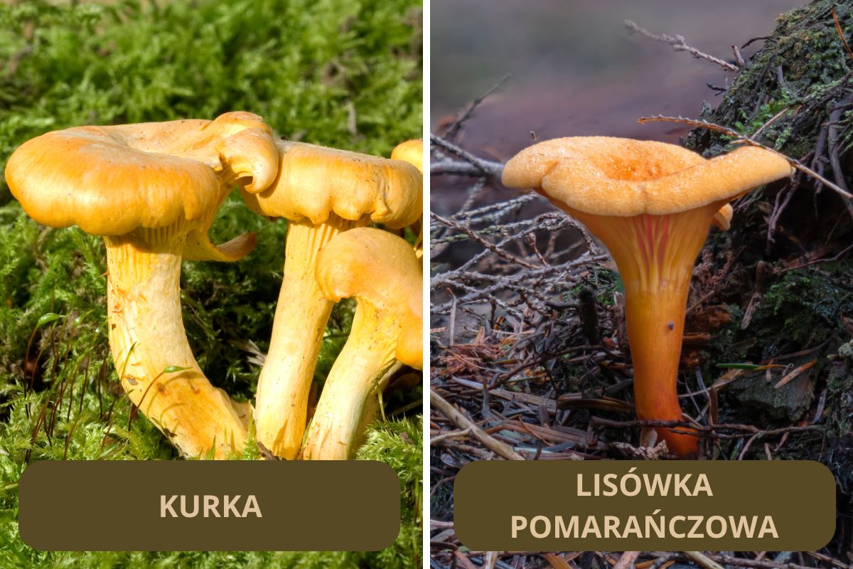 Kurka i lisówka pomarańczowa są trudne do rozróżnienia