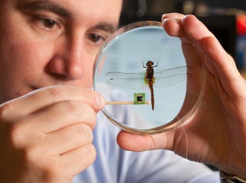 Ważka z microchipem pomoże w konstruowaniu robotów latających