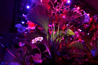 The flower of a strawberry plant is illuminated by the light of a flash while the rest of the plant is seen under blue and red Light Emitting Diode (LED) lights at PlantLab, a private research facility, in Den Bosch, central Netherlands, Monday March 28, 2011.  Farming is moving indoors, where the sun never shines, where rainfall is irrelevant and where the climate is always right The perfect crop field could be inside a windowless building with meticulously controlled light, temperature, humidity, air quality and nutrition. It could be in a New York high-rise, a Siberian bunker, or a sprawling complex in the Saudi desert.  (AP Photo/Peter Dejong)