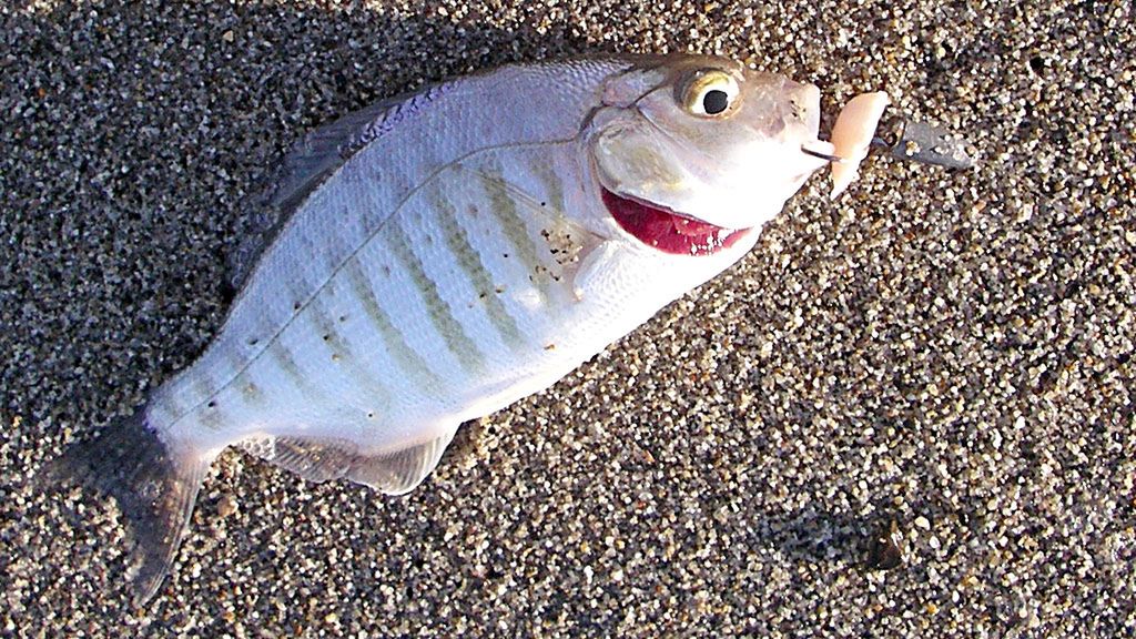 Surowy okoń (różne rodzaje)