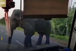 Słoń "obrabował" autobus. Pasażerowie musieli oddać banany