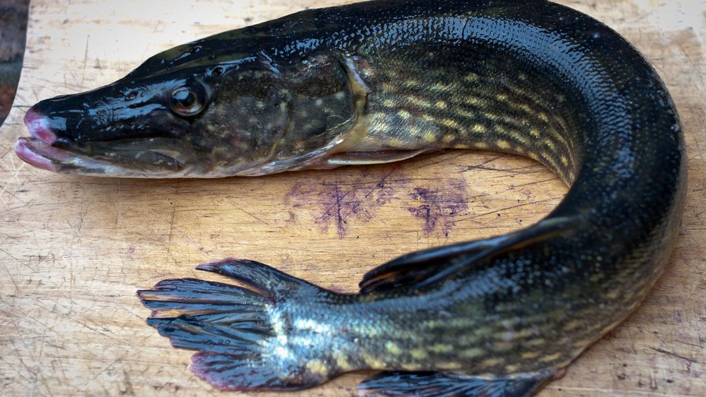 Surowy szczupak
