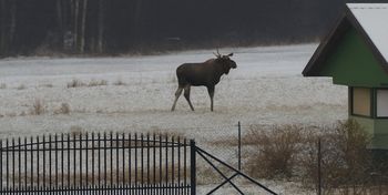 Pułtusk: Uwaga na łosie w powiecie. Dwa zderzenia w jeden weekend