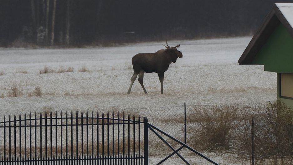 Dwa zderzenia z łosiami w powiecie pułtuskim