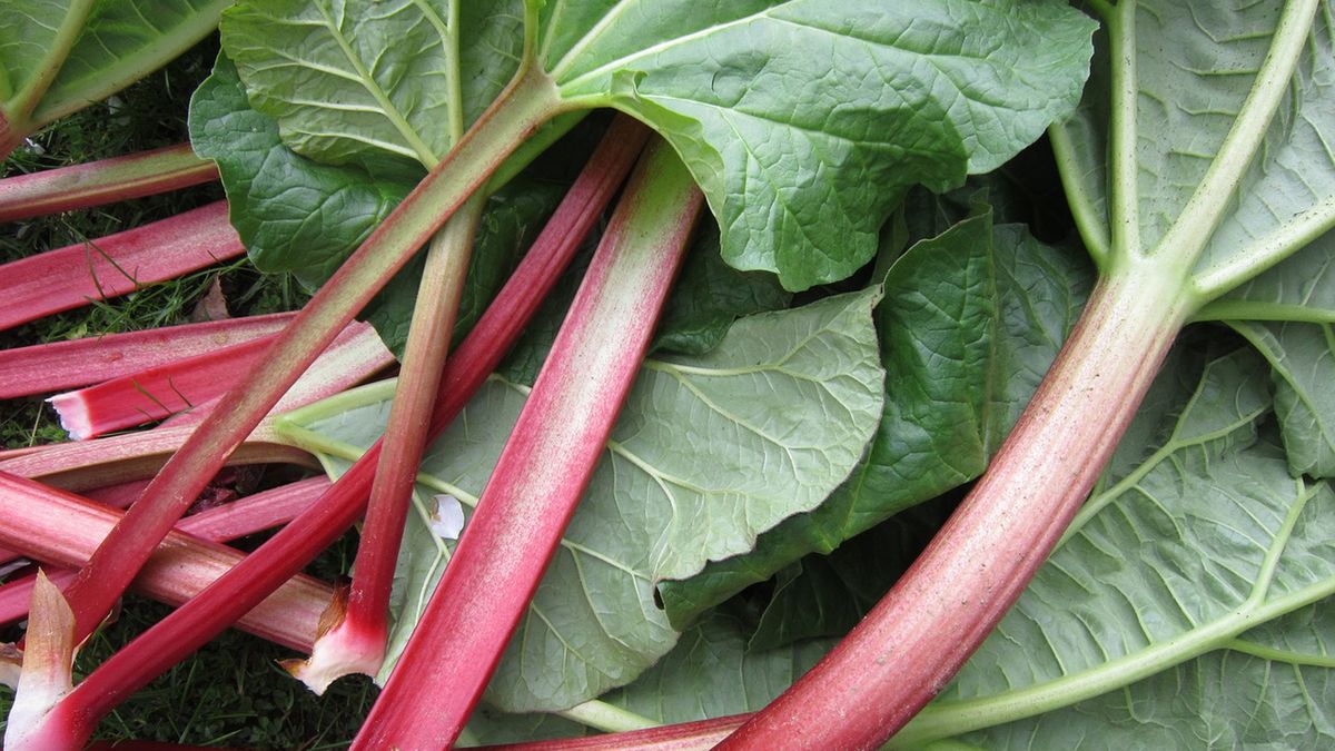 Surowe liście rabarbaru