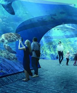 Oceanarium, baseny, hotel i restauracje. Nowy kompleks w Gdańsku ma zmienić oblicze miasta