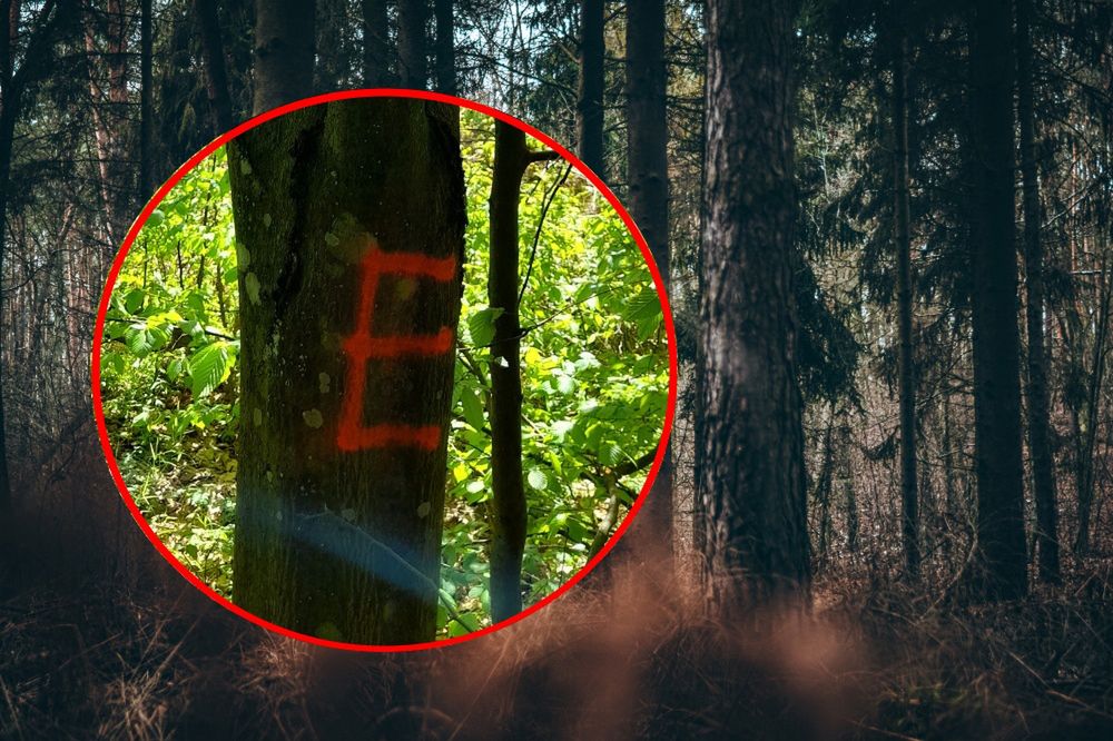 Podczas spaceru po lesie na niektórych drzewach możemy zobaczyć "E"