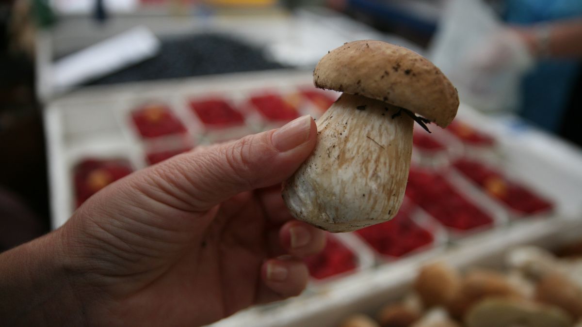 Eksport grzybów z Polski rośnie na potęgę 