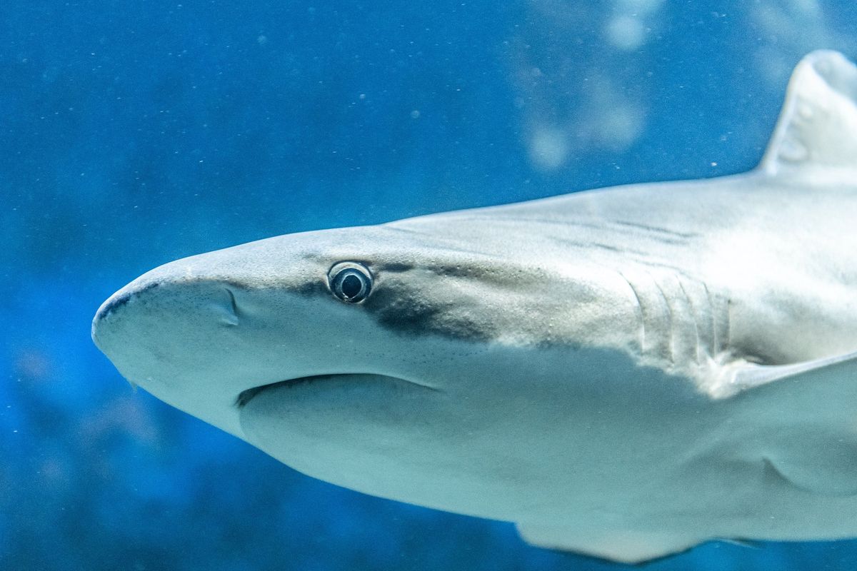 Hurghada zabroniła połowu ryb. Bo w morzu pływają głodne rekiny