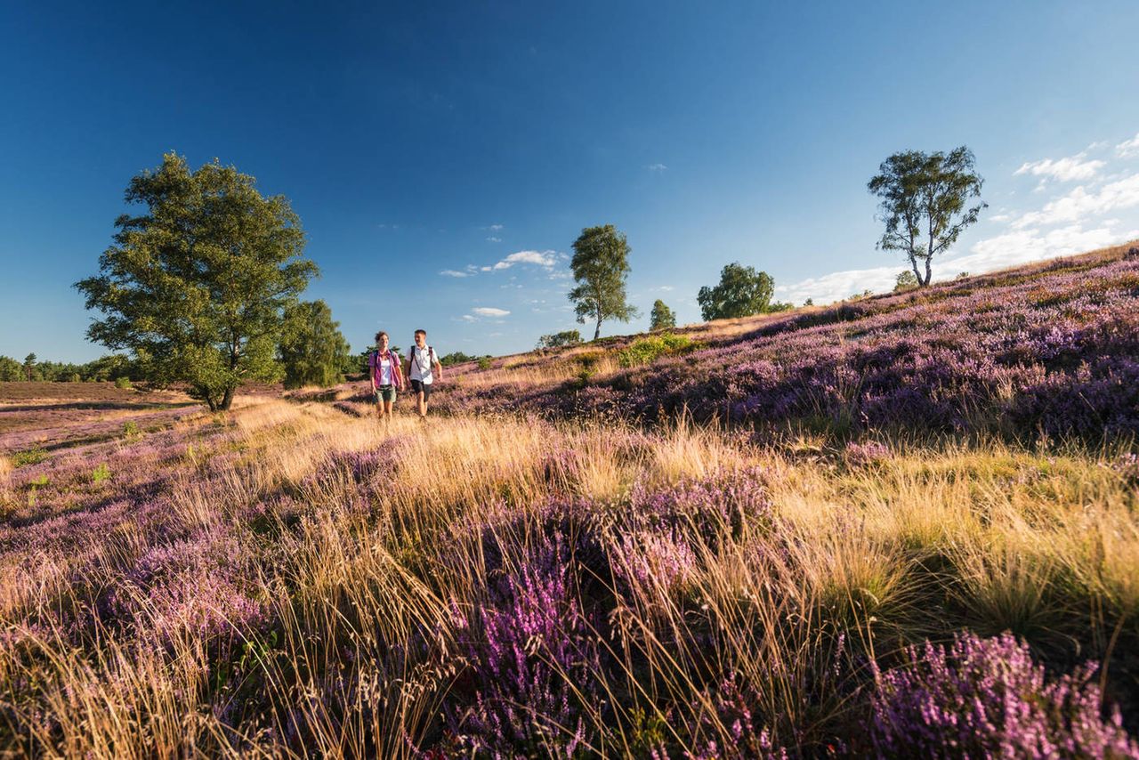 Lüneburg: wrzosowiska Pustaci Luneburskiej to doskonałe miejsce na odpoczynek w zgodzie z naturą Fot. Dominik Ketz / Lüneburger Heide GmbH
