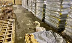 Jeleniej Góra. Nikt nie chciał pomóc rannemu łabędziowi. Zlitował się dopiero DIOZ