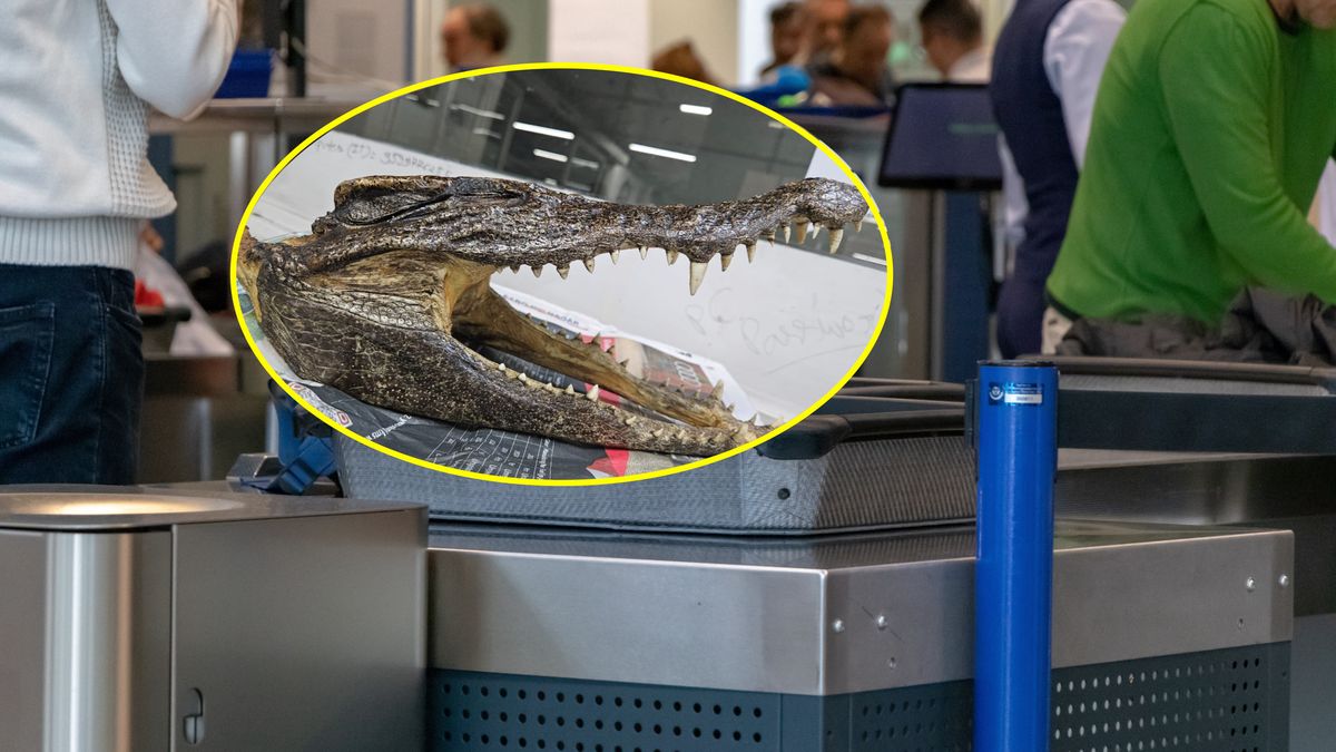 Podróżny twierdził, że głowa zwierzęcia to pamiątka z wakacji 