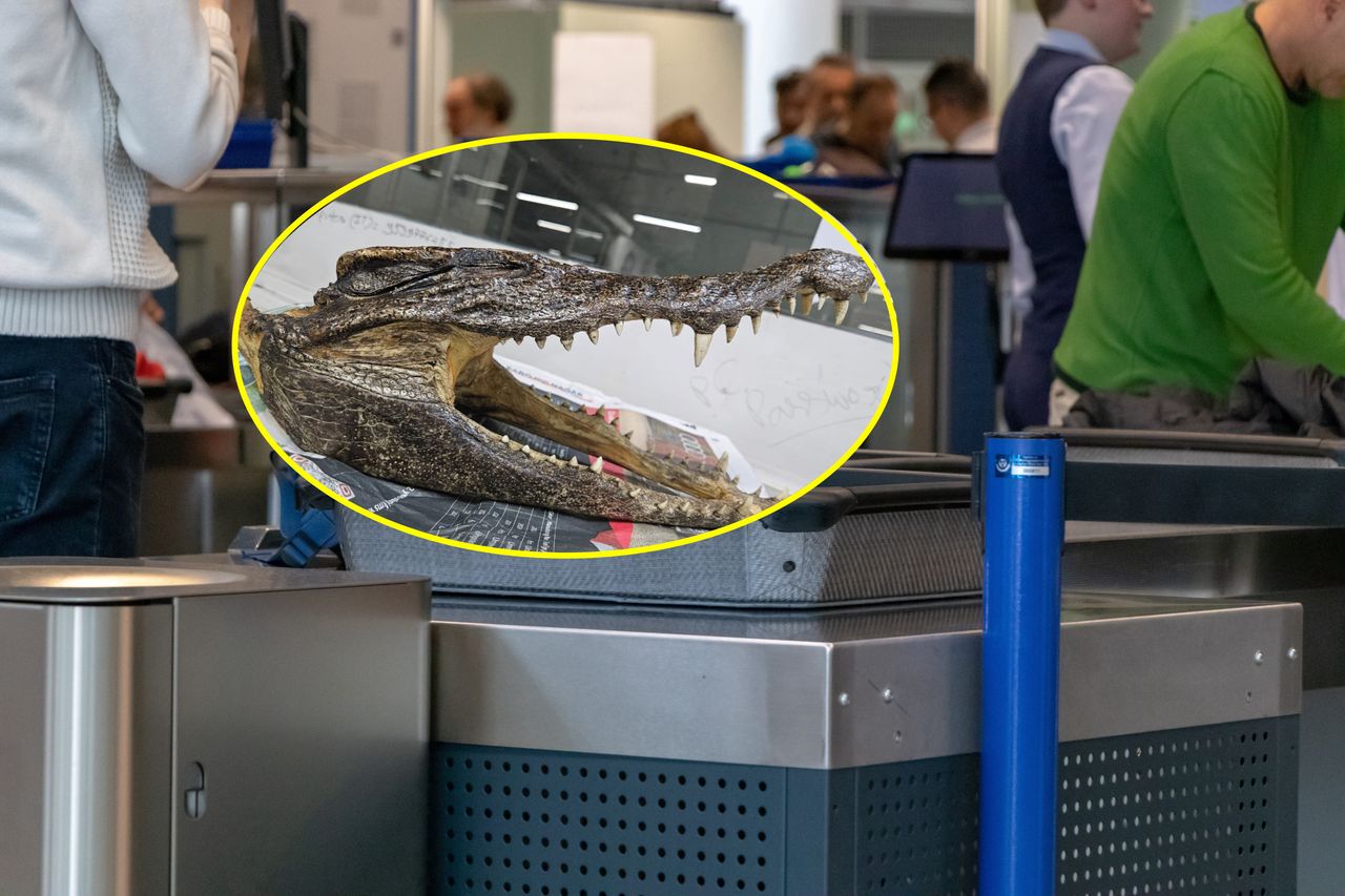 The traveler claimed that the animal's head was a vacation souvenir.