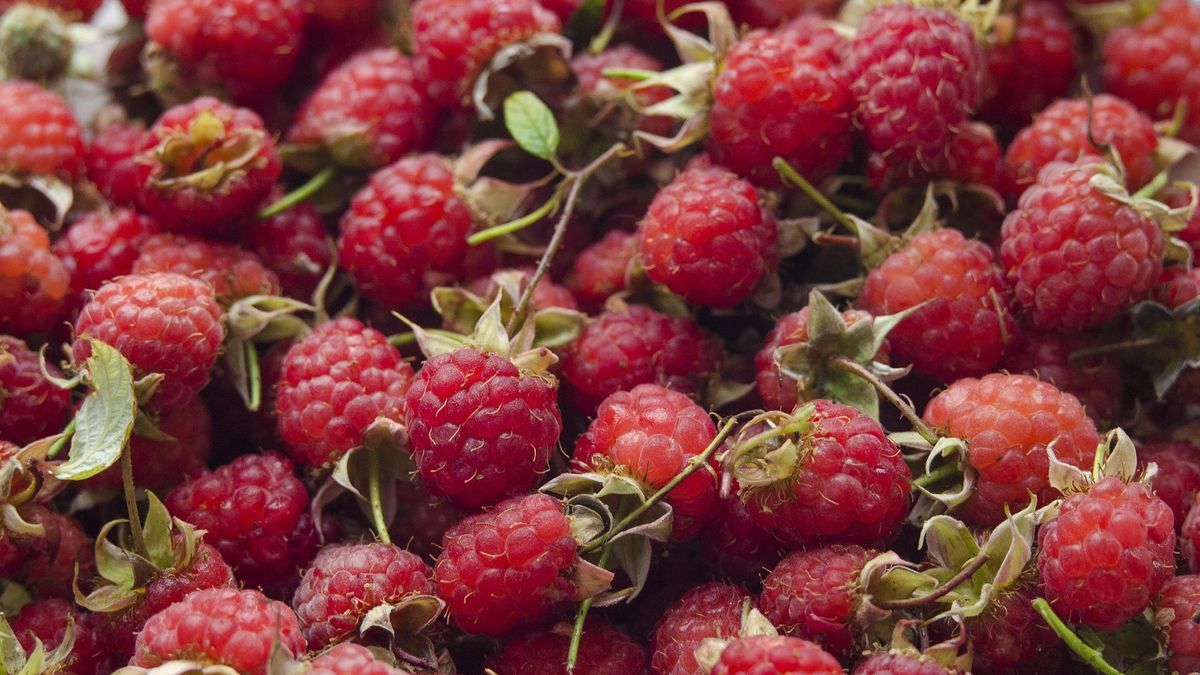 Ile wynosi stawka za zbiór malin?