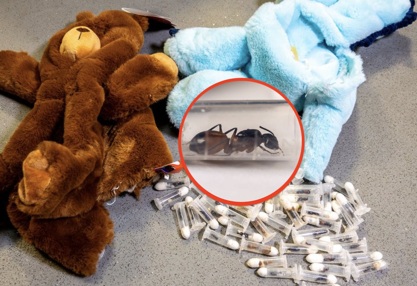 Fiolki z mrówkami w zabawkach. Przemyt z Meksyku i Wietnamu udaremniony