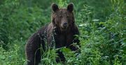Po Gubałówce spaceruje niedźwiedź. Taternicy uczulają turystów