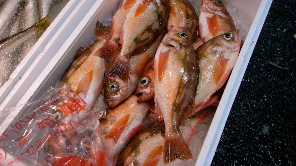 Surowa ryba sebastes