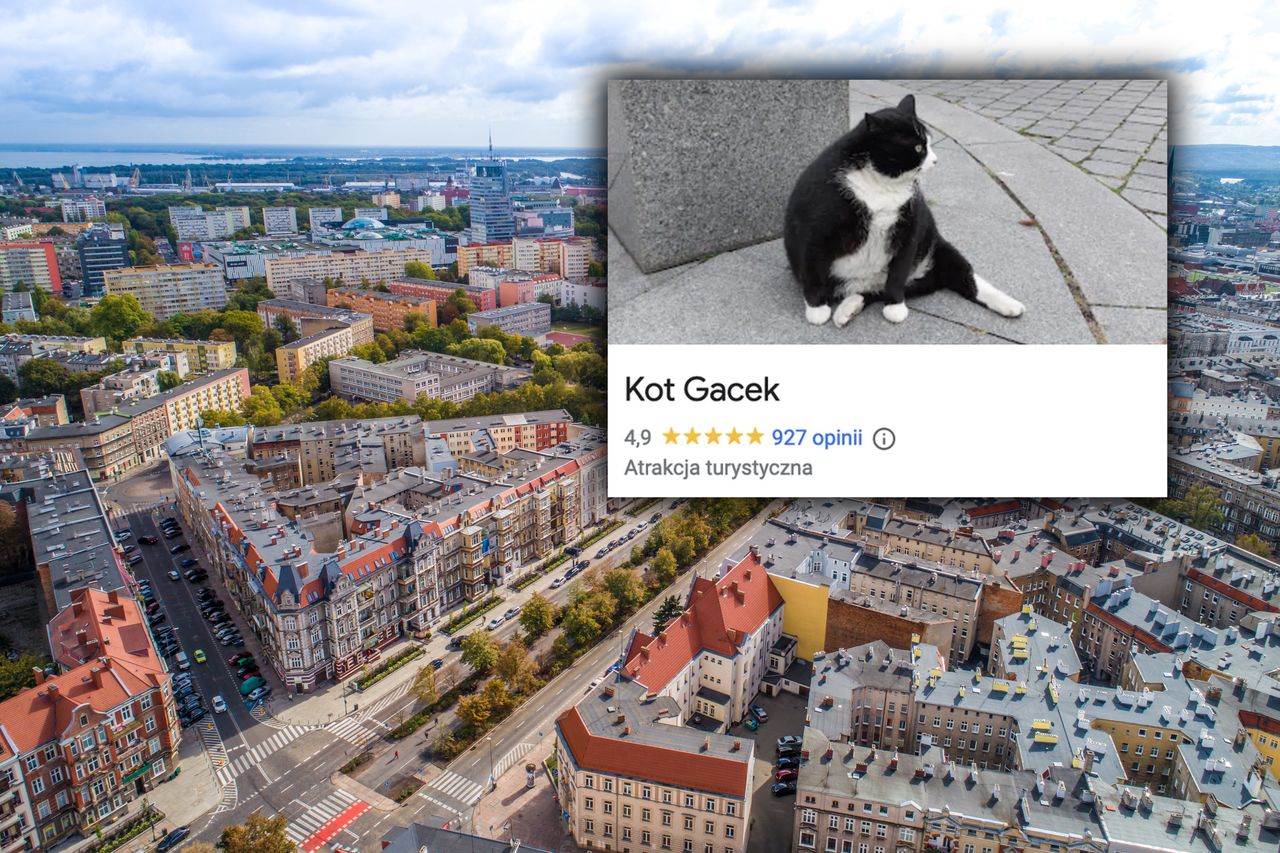 Kot Gacek to żywa atrakcja Szczecina. "Warto było jechać trzy godziny"