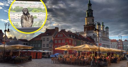Siedział na parapecie i zaglądał do kuchni. Już go schwytali
