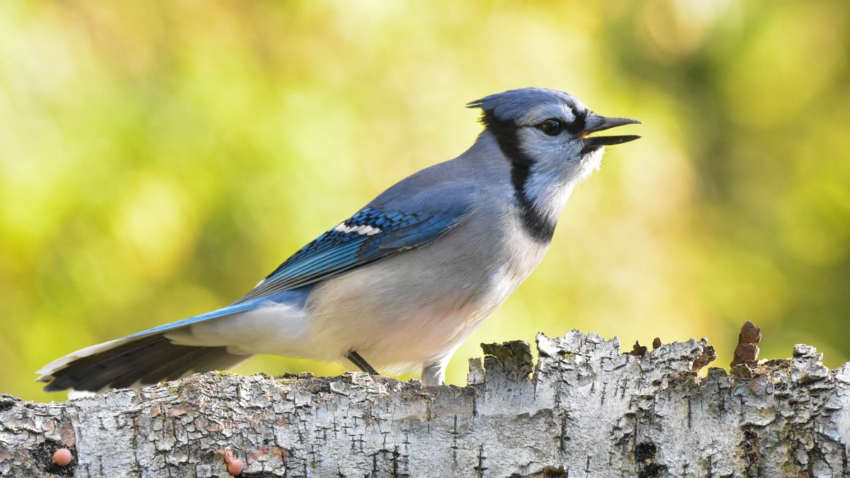 Tajemnicza choroba atakuje m.in. modrosójki niebieskie. Naukowcy nie wiedzą, co się dzieje