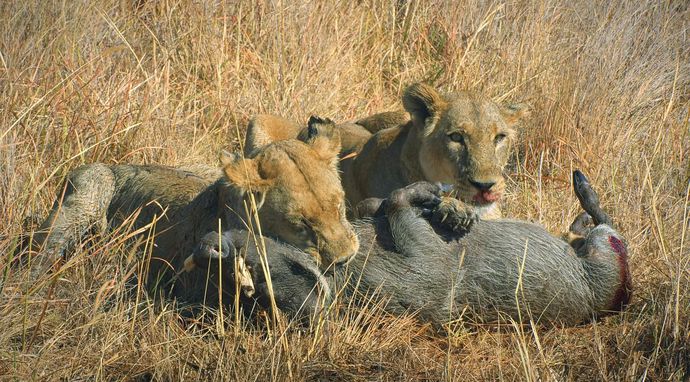 Królestwo drapieżników