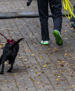 "Zwłoki zwierząt w szafie". Podejrzani o znęcanie się zatrzymani