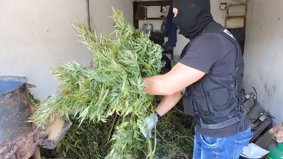 Policjanci zabezpieczyli ponad 2.3 kg marihuany oraz zlikwidowali dwie plantacje konopi indyjskich