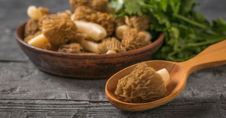 Smardze. Mało urodziwe dary wiosny, których smak pozostaje w pamięci na zawsze