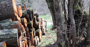 Polacy masowo kupują drewno na opał. Lasy Państwowe mówią o niepotrzebnej panice