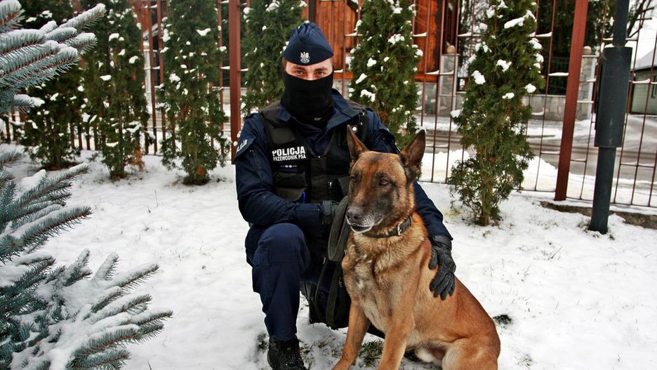 Policyjny bohater miał nosa. Pies Dragon odnalazł zaginionego nastolatka 