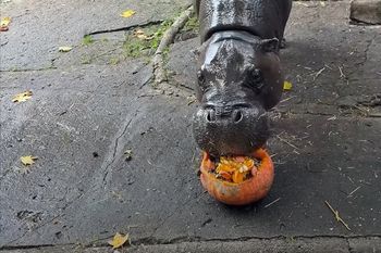 Pokazali wideo z zoo. "Niech mu basen zawsze ciepłą wodą płynie"