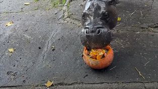Pokazali wideo z zoo. "Niech mu basen zawsze ciepłą wodą płynie"
