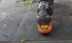 Pokazali wideo z zoo. "Niech mu basen zawsze ciepłą wodą płynie"