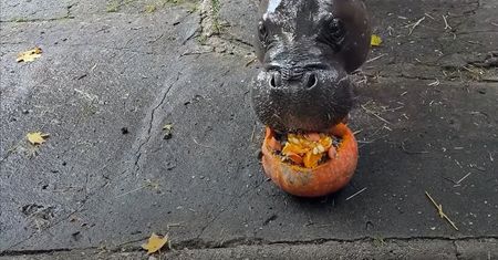 Pokazali wideo z zoo. "Niech mu basen zawsze ciepłą wodą płynie"
