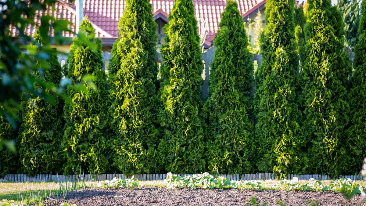 Thuja is a beautiful coniferous plant that can be a decoration of any garden.Robert Latawiecbackground, beautiful, botanical, bush, coniferous, decoration, decorative, design, evergreen, flora, garden, gardening, green, hedge, natural, nature, occidentalis, outdoor, park, plant, row, summer, texture, thuja, tree, trees, wall