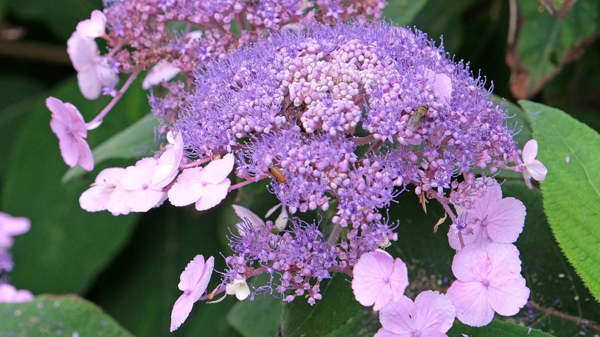 Hortensja kosmata coraz popularniejsza