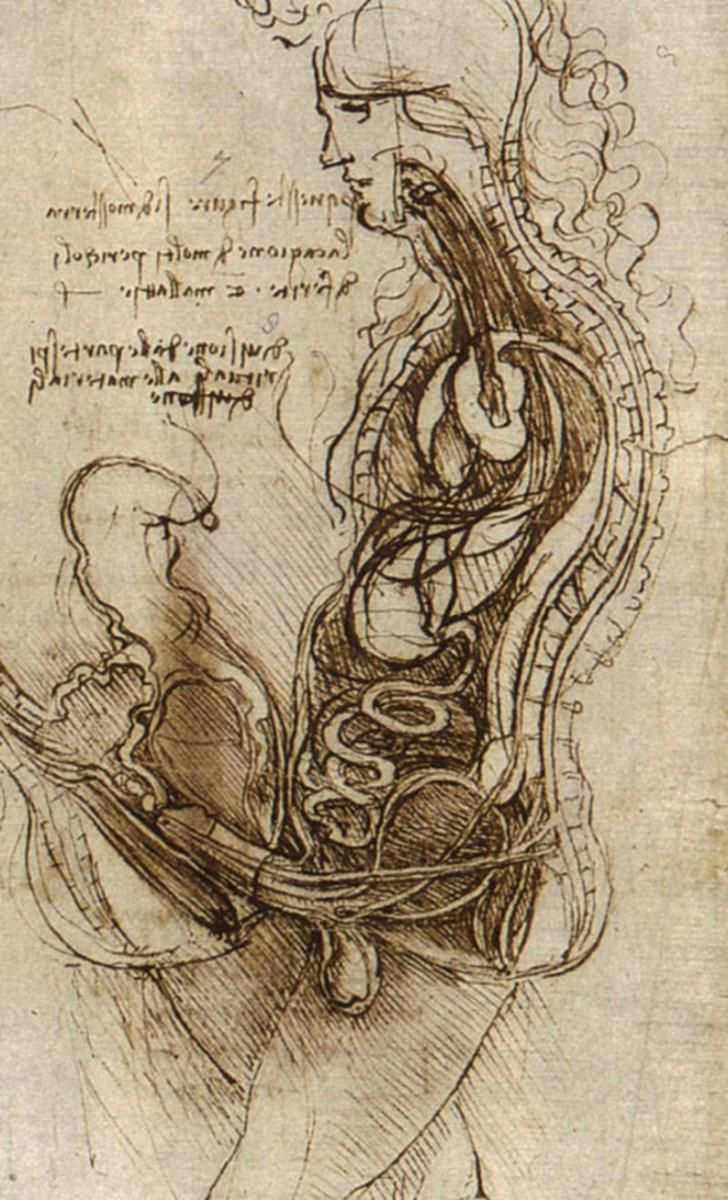 Coitus na rysunku Leonarda Da Vinci