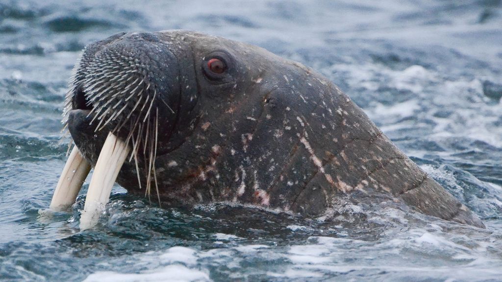 Surowe mięso z morsa arktycznego