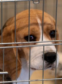 Who let the dogs out? Korean dog breeders threaten to release 2 million dogs in Seoul