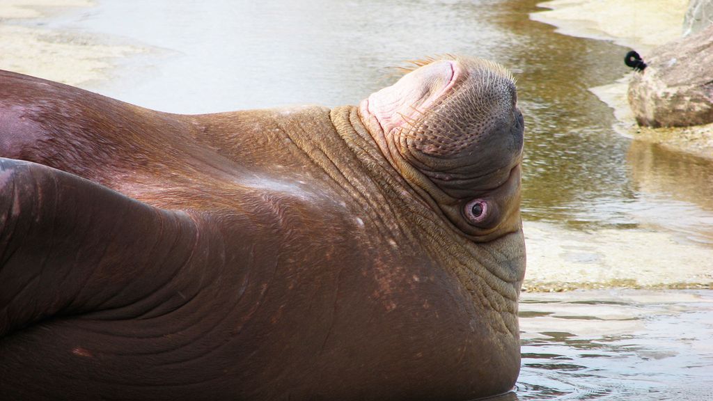 Surowe mięso i tłuszcz podskórny z morsa arktycznego