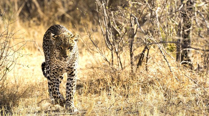 Królestwo drapieżników