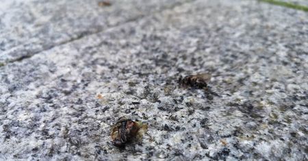 Masakra pszczół w centrum Lublina. Setki owadów padło na chodniku i jezdni