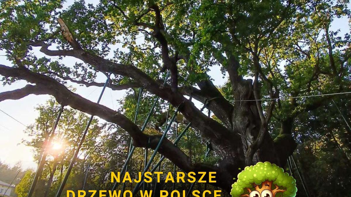 Dąb Bartek