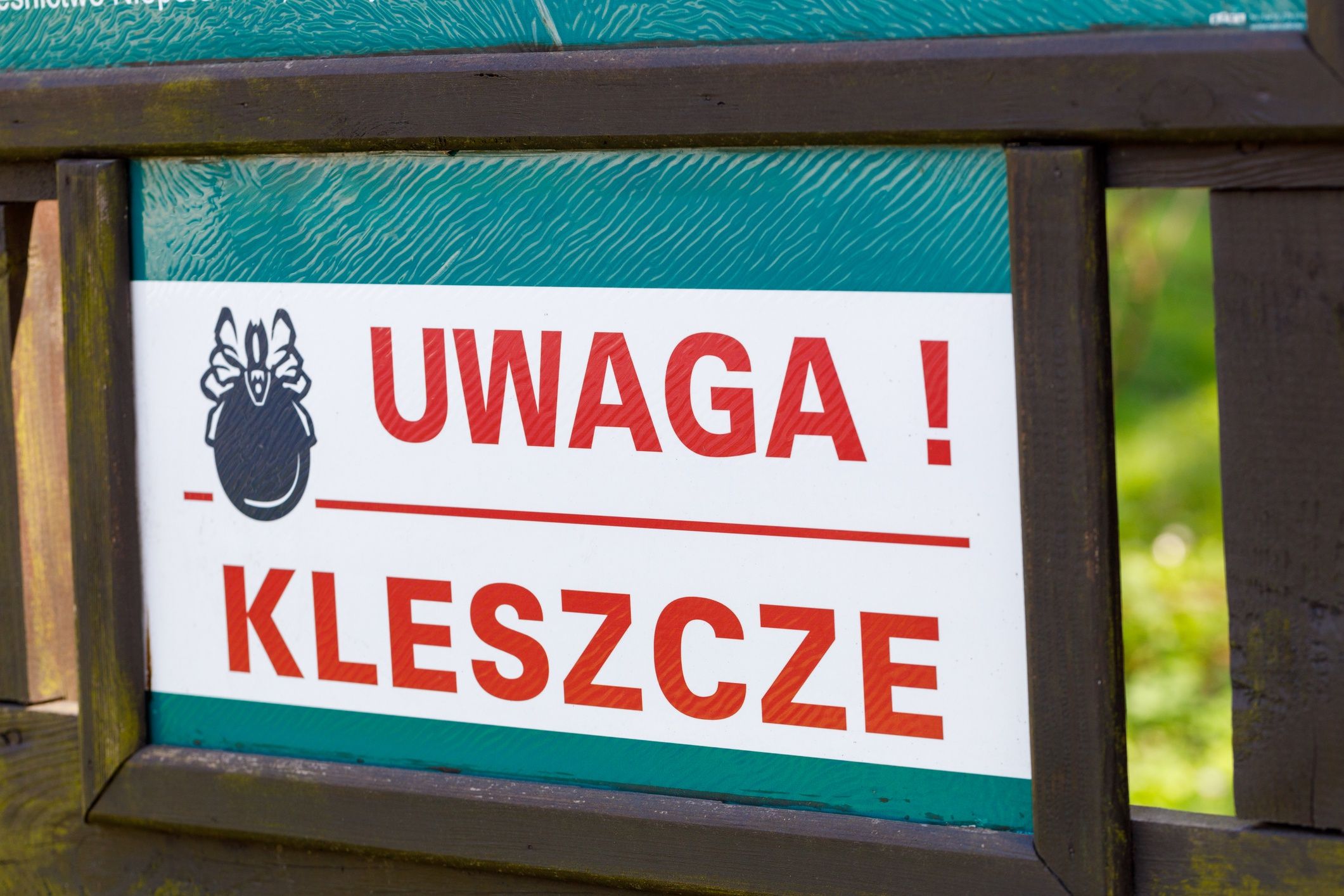 Kleszcze można spotkać praktycznie wszędzie