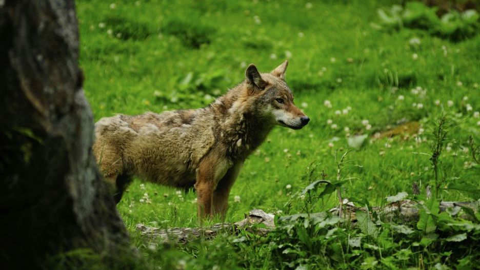 Ranny drapieżnik dochodzi do siebie w bielskim ośrodku (zdjęcie poglądowe)