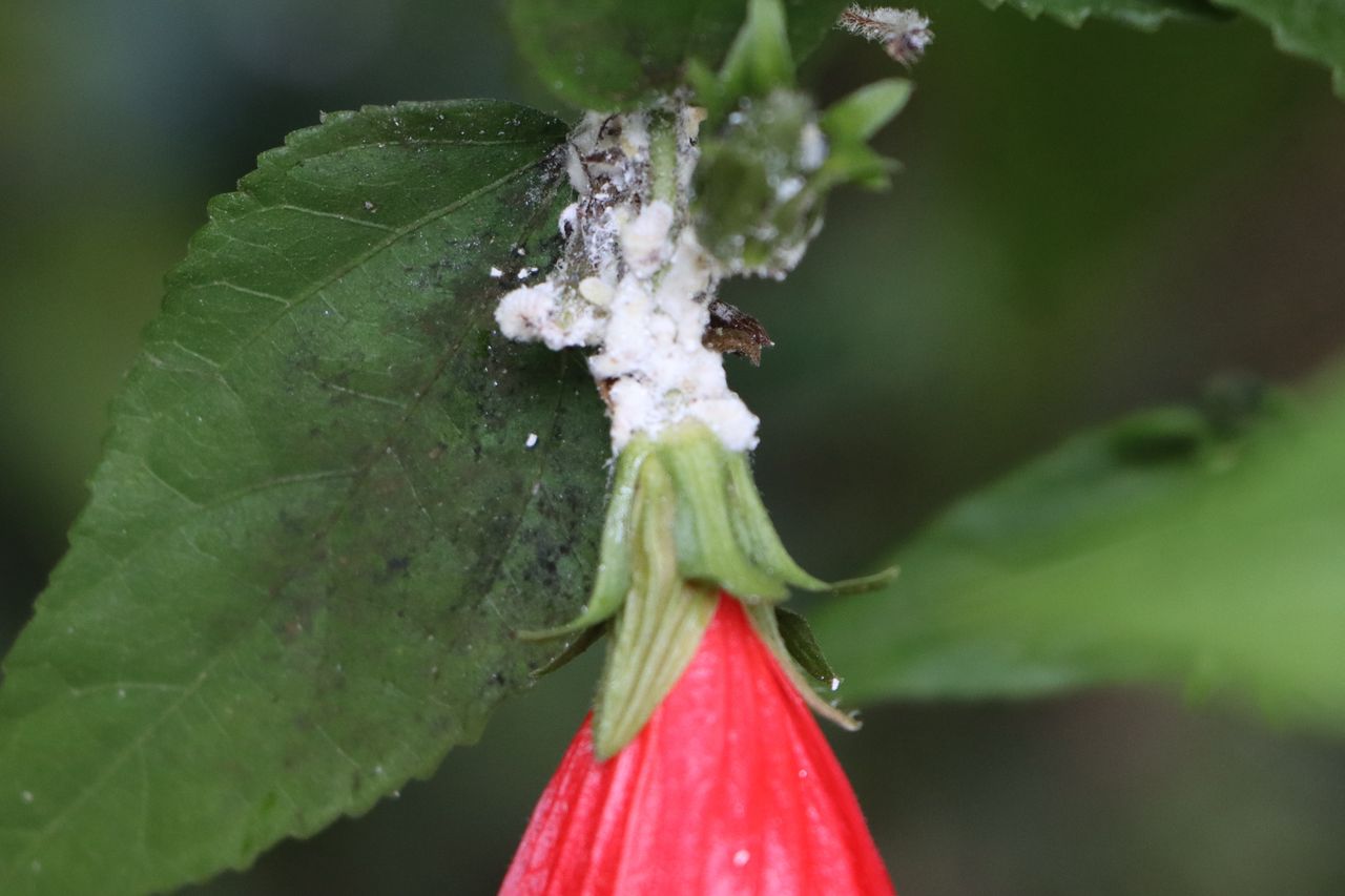 Combating mealybugs: effective strategies to protect your indoor plants