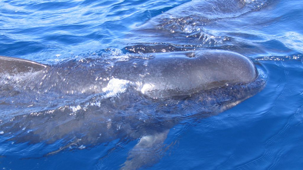 Skóra i tłuszcz podskórny z wala grenlandzkiego