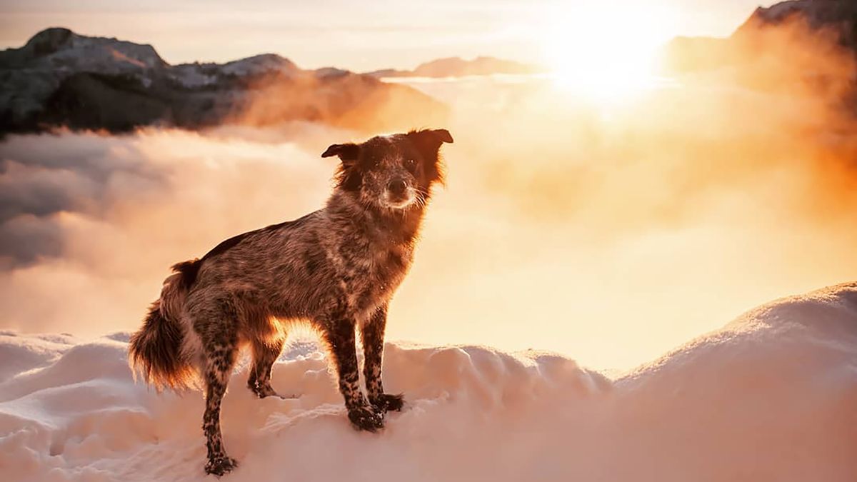 Fotografka adoptowała 2 psy i robi im genialne zdjęcia podczas podróży 1